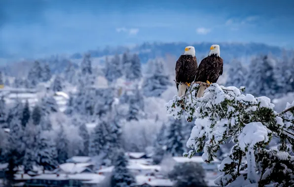 Picture winter, snow, birds, branch, pair, Duo, Bald eagle