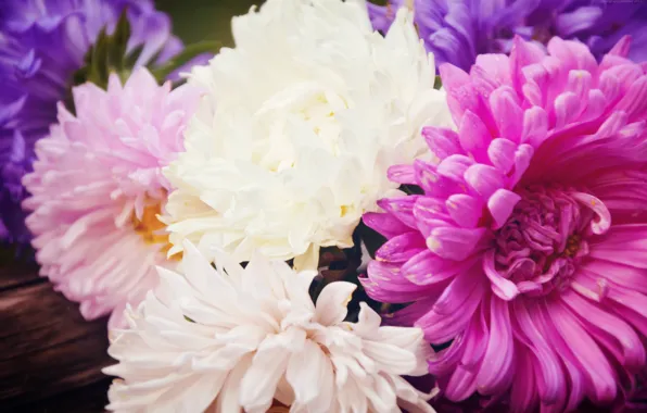 Summer, macro, landscape, flowers, nature, photo, cute, beautiful