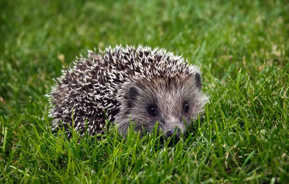 Picture grass, barb, hedgehog