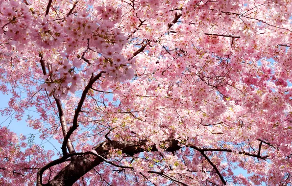 Branch, spring, petals, Sakura, East, Japan, pink, sakura