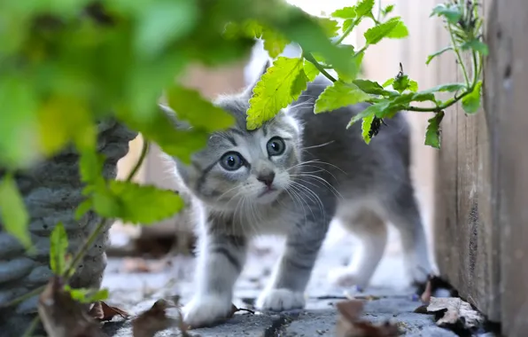 Picture grass, grey, baby, kitty, scared