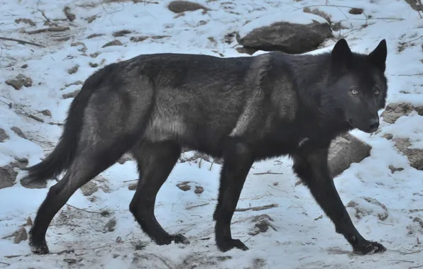 Nature, snow, predator, face, animal, wolf, wildlife, portrait