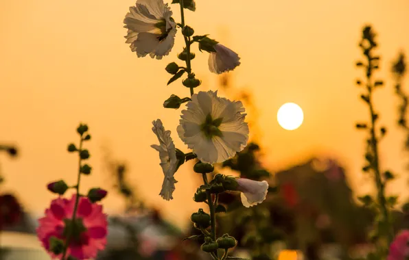 Picture the sky, sunset, flowers, mallow, the sun