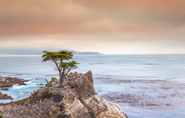 Sea, trees, rocks, CA, USA, Pebble Beach