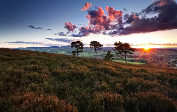 Picture field, summer, the sky, trees, nature, morning