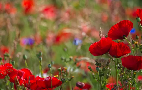 Picture flowers, red, glade, Maki