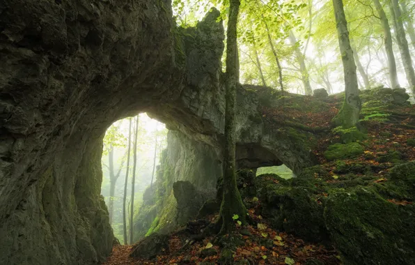 Autumn, forest, trees, fog, rock, stones, foliage, moss