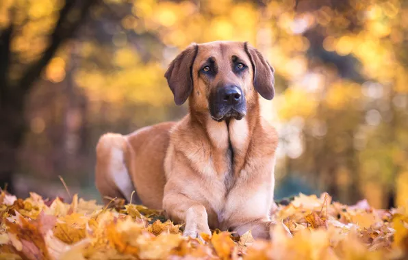 Picture autumn, look, face, leaves, nature, foliage, dog, shepherd