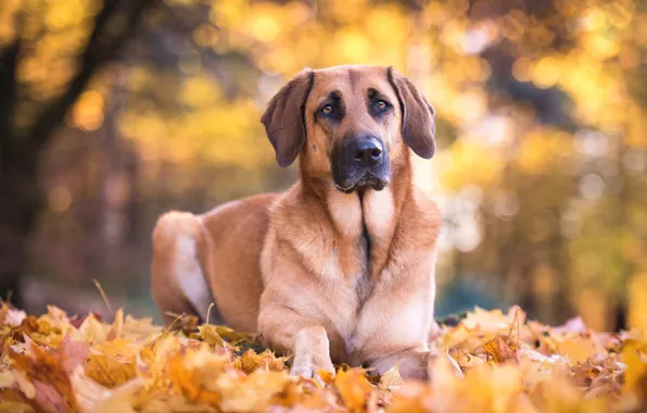 Autumn, look, face, leaves, nature, foliage, dog, shepherd