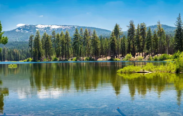 Greens, forest, the sky, the sun, trees, mountains, lake, USA