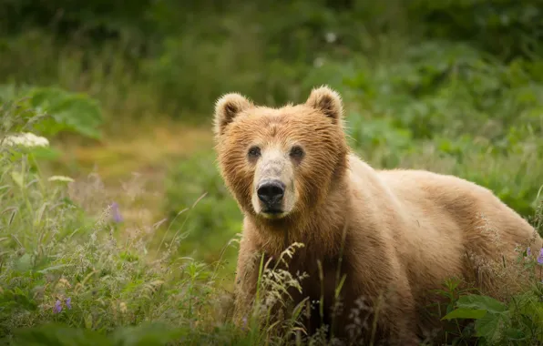 Grass, look, face, nature, glade, portrait, bear, meadow