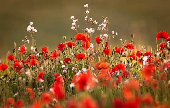 Picture summer, flowers, Maki