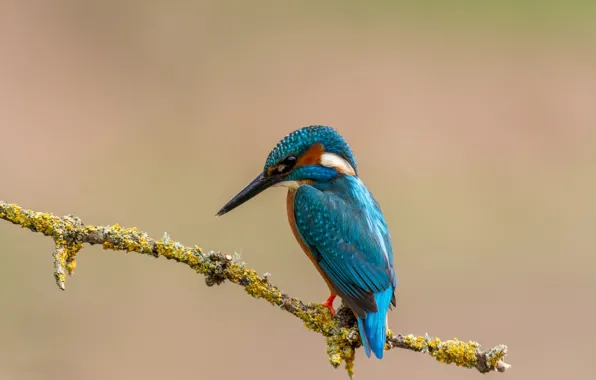 Picture birds, branch, Kingfisher
