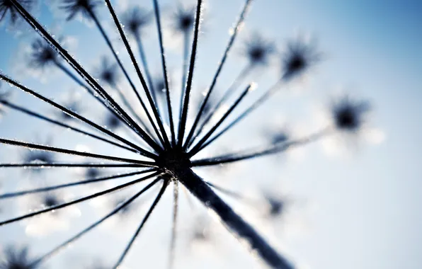 Flower, dandelion, blue, color