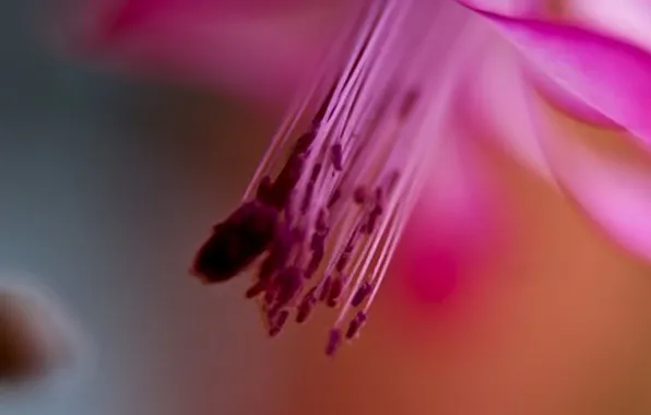 Macro, flowers, tenderness