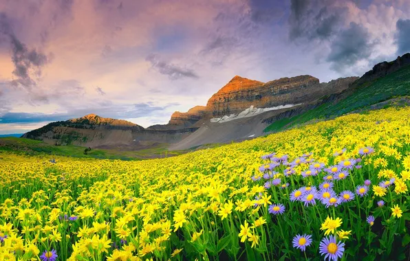 Picture field, flowers, mountains