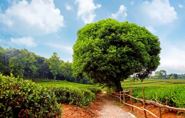 Picture trees, track, tea, plantation, shrubs, Sunshine day, tea plantation