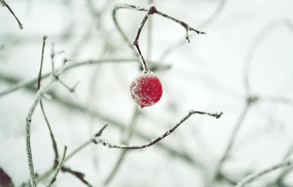 Winter, snow, berries