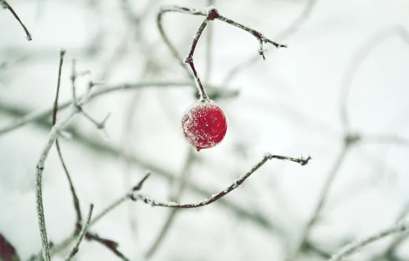 Picture winter, snow, berry