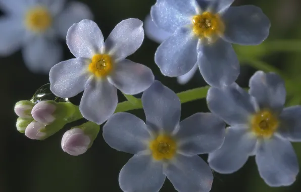 Picture macro, flowers, Rosa, drop, blue, forget-me-nots