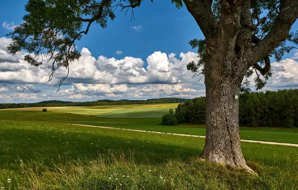 Picture trees, road, grass, blue, greens, field, meadow, trunk