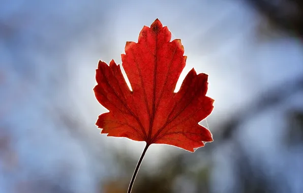Autumn, background, leaf