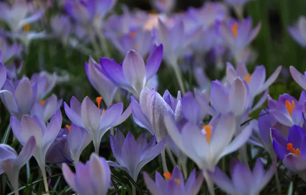 Macro, spring, petals, crocuses, a lot, saffron