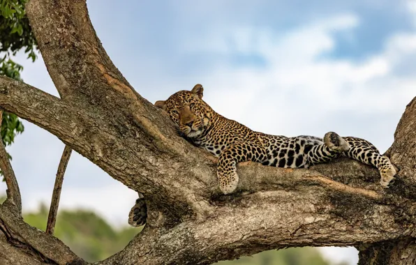 Trees, stay, leopard, lies