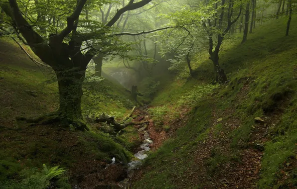 Picture nature, trees, greens, forest, stream