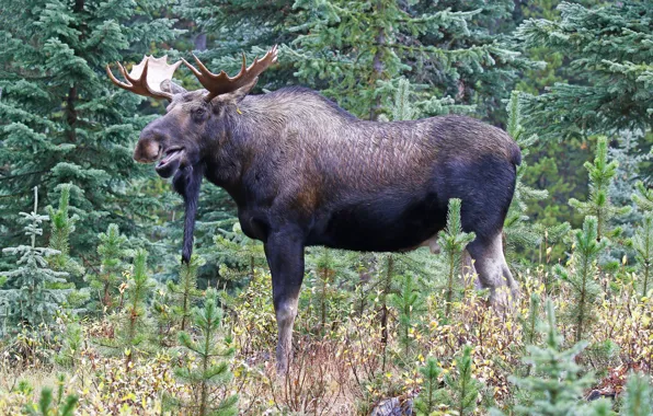 Picture forest, nature, horns, moose