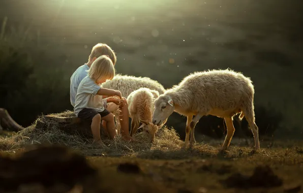 Field, children, sheep, sheep