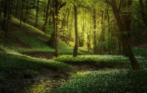 Picture forest, trees, landscape, nature, stream, gorge, garlic, ramsons