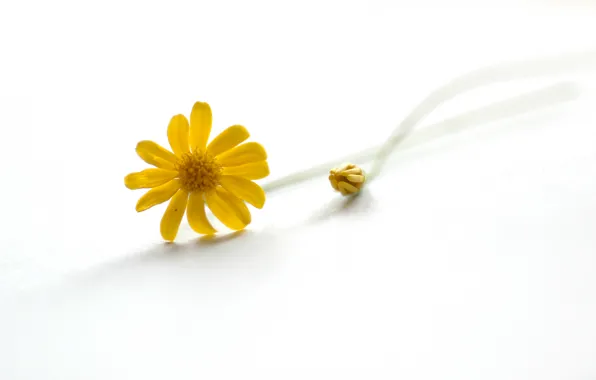 Picture Yellow, Daisy, white background