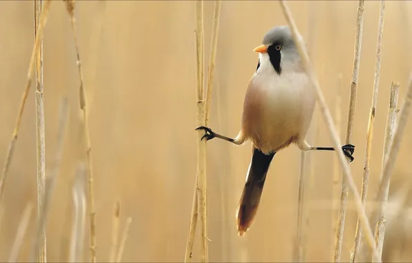 Animals, bird, model, Flirty