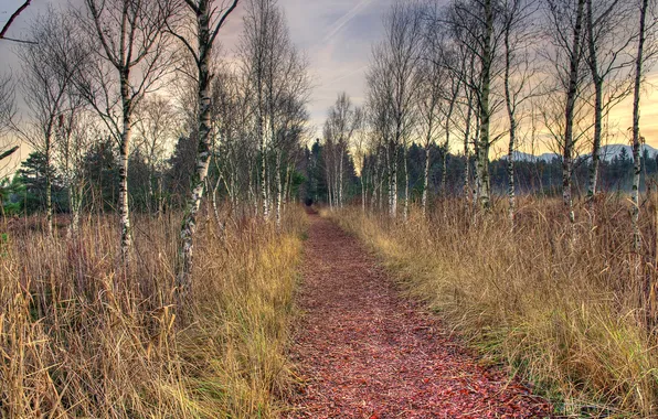 Grass, track, birch