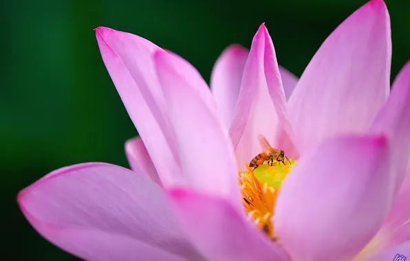 Picture flower, macro, bee, pink, Lotus, Lily, water Lily