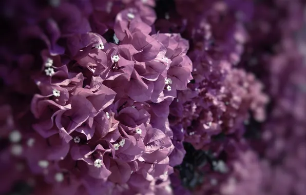 Purple, macro, flowers, lilac, color, purple, bougainvillea