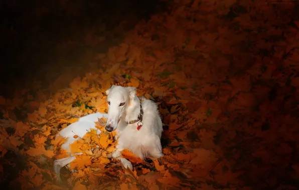 LEAVES, FACE, WHITE, AUTUMN, FOLIAGE, ANIMAL, COLLAR, GREYHOUND