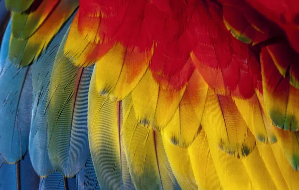 Pen, feathers, Background, feather, card