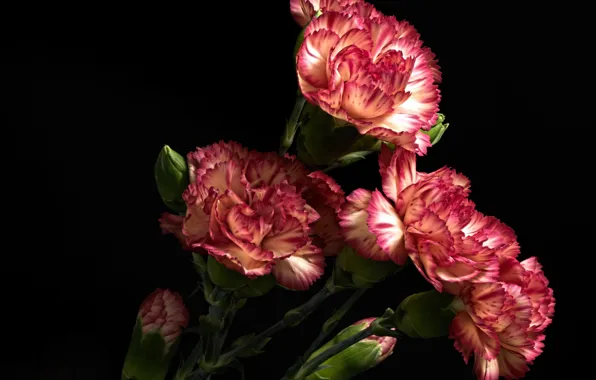 Photo, Flowers, Bud, Clove