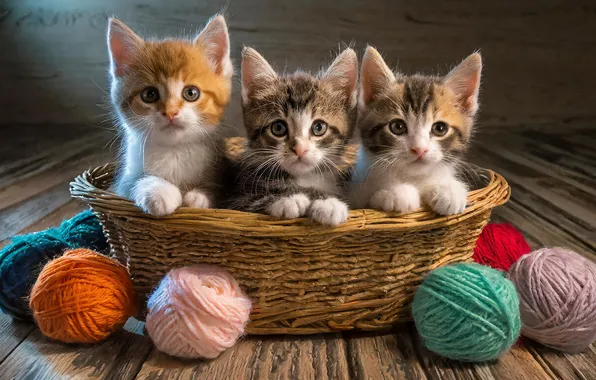 Look, cats, pose, kittens, basket, balls, faces, AI art