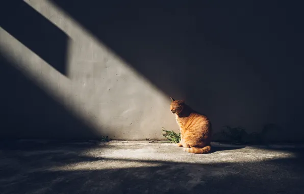 Picture cat, cat, rays, light, the dark background, wall, red, sitting