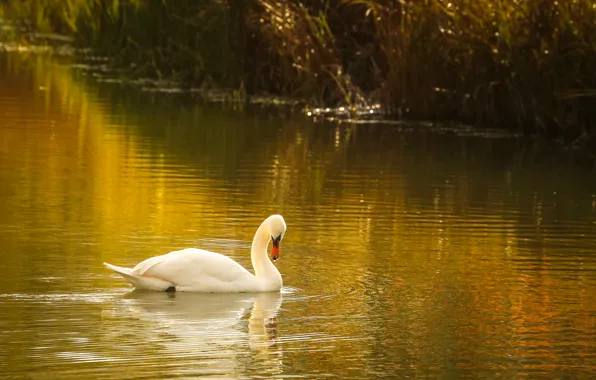 White, grass, light, thickets, bird, shore, Swan, pond