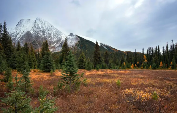 Autumn, forest, the sky, grass, clouds, trees, mountains, rocks