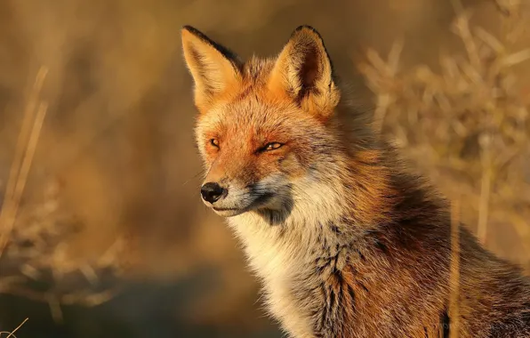 Picture look, face, Fox, red, bokeh