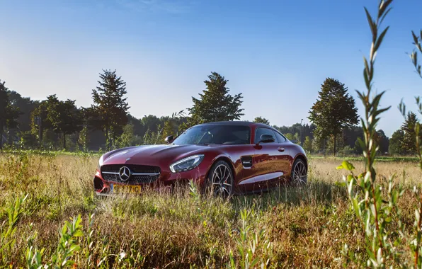 Picture car, Mercedes, nature, AMG, GT S, Edition One