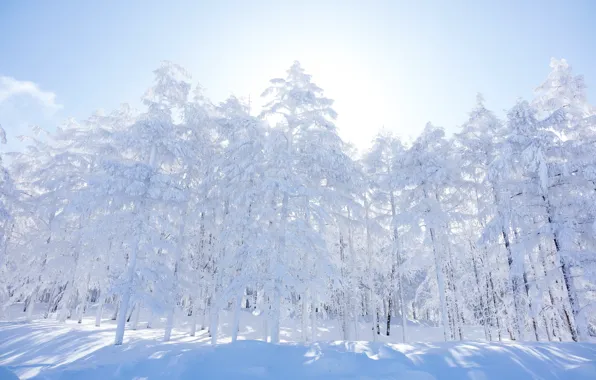 Picture winter, forest, the sky, snow, trees, morning