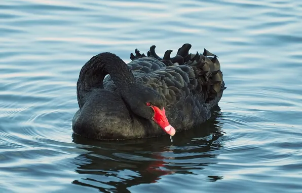 Picture lake, water, black Swan