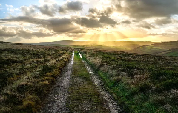 Road, field, light, morning