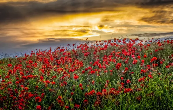 Field, summer, the sky, Maki